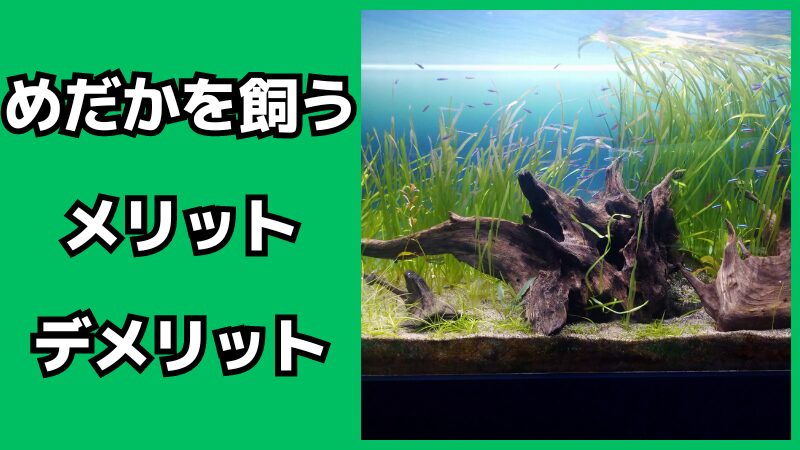 めだかを飼うメリット・デメリット